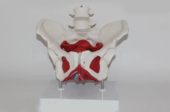 Двухступенчатая модель мышц поясничного отдела таза, модель женского таза, гинекологическая насадка для матки