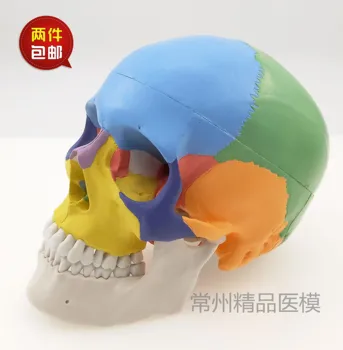 Обучающая имитация модели черепа красочная модель черепа функциональная перегородка цвет черепа